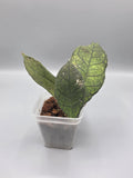 Hoya Sabah in 3 inch pot - Grower's Choice