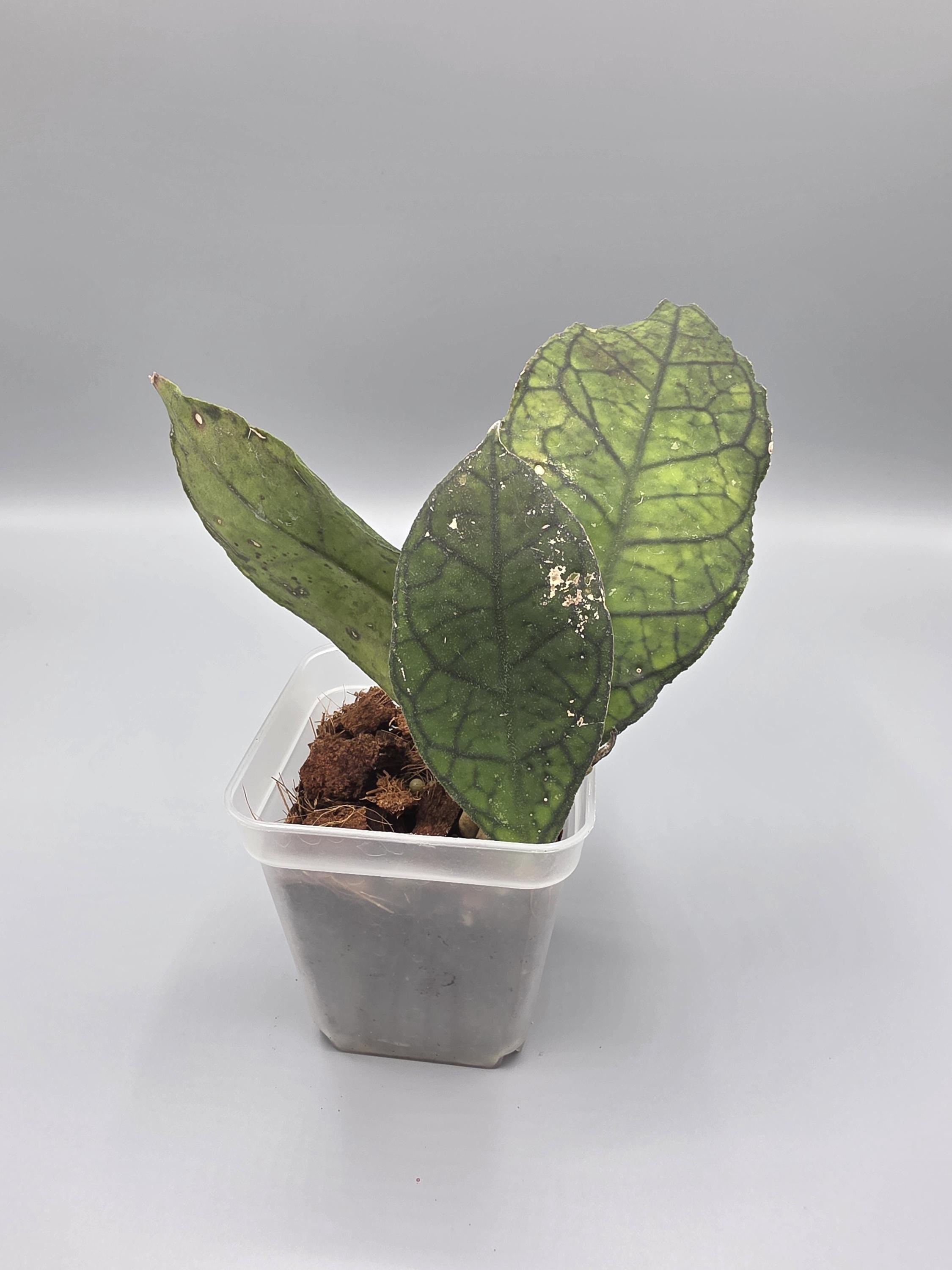 Hoya Sabah in 3 inch pot - Grower's Choice