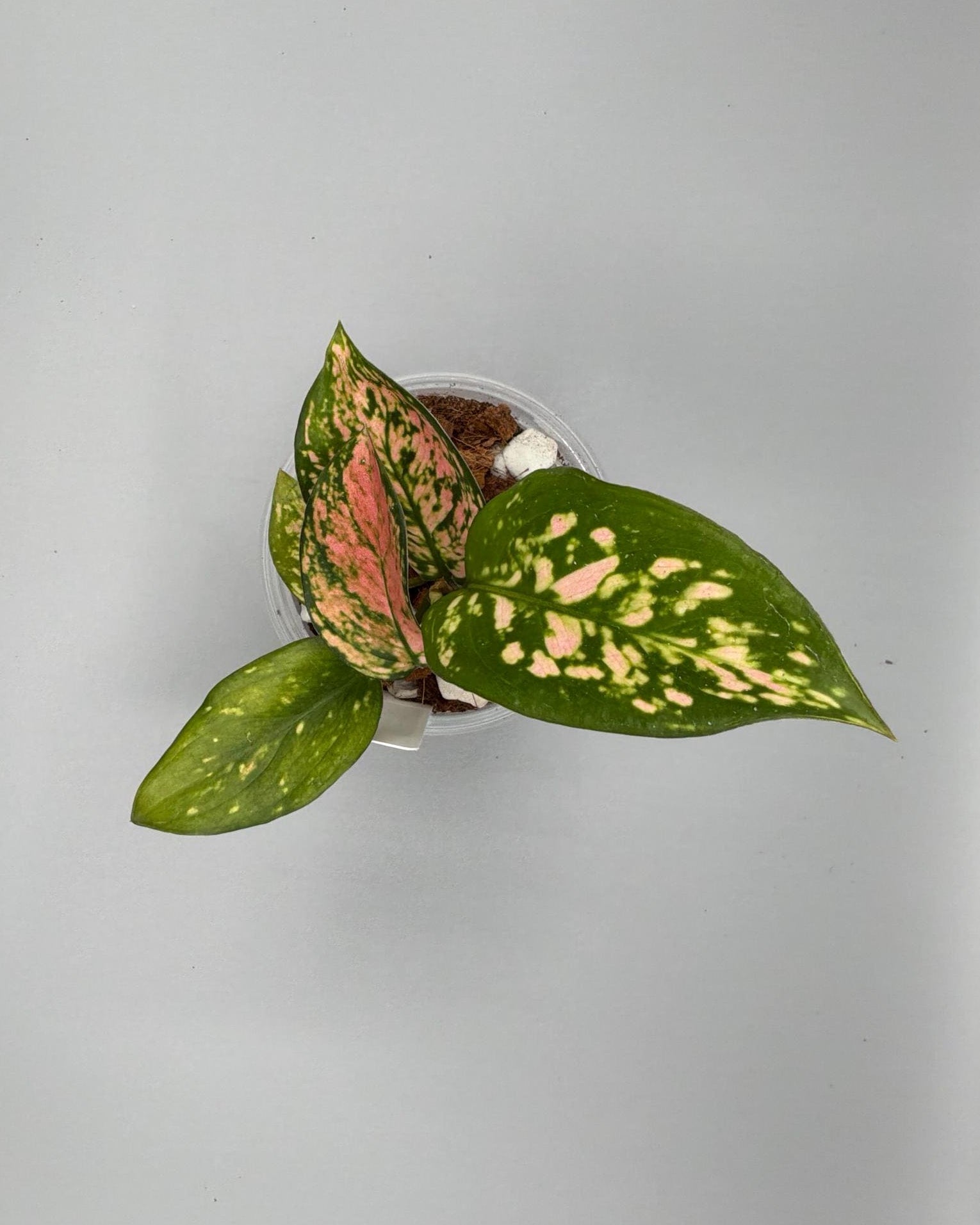 Aglaonema Lady Valentine - in 4 inch pot - Grower's Choice