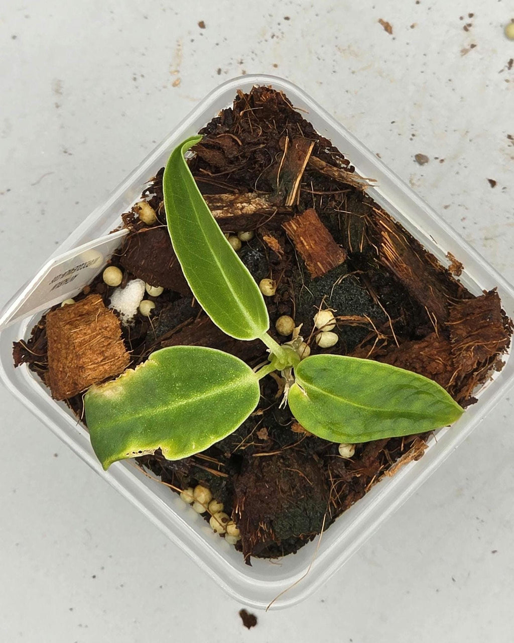 Anthurium Warocqueanum Queen - 3 inch pot - Grower's Choice