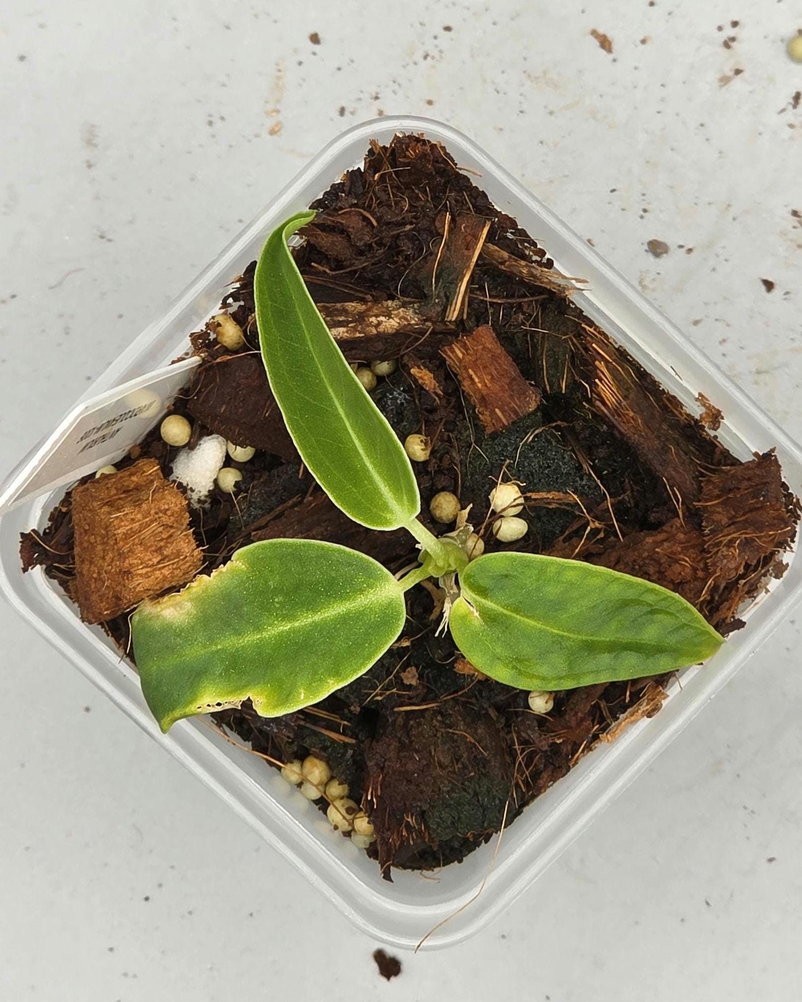 Anthurium Warocqueanum Queen - 3 inch pot - Grower's Choice