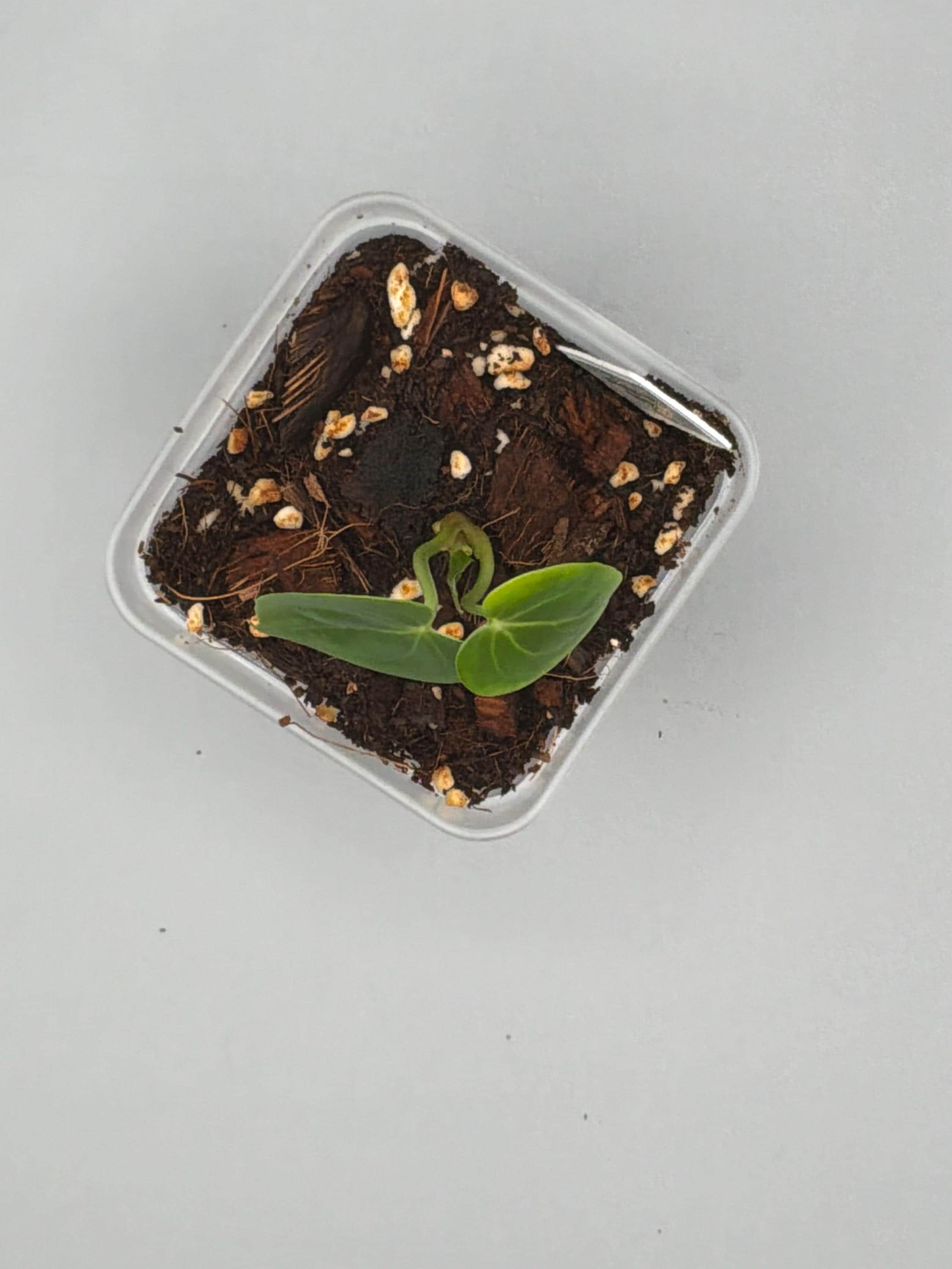 Anthurium Clarinervium x Silver Tiger - 3 inch pot - Grower's Choice