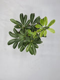 Schefflera Umbrella Tree in 3 inch pot - Grower's Choice