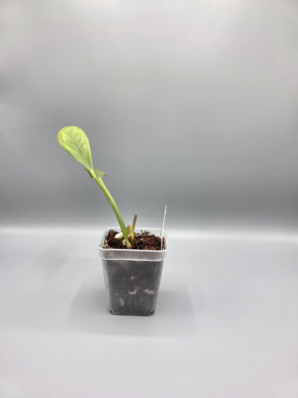 Anthurium Cobra - 3 inch pot - Grower's Choice