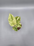 Anthurium Aurea Variegated Hookeri - 4 inch pot - Exact Plant