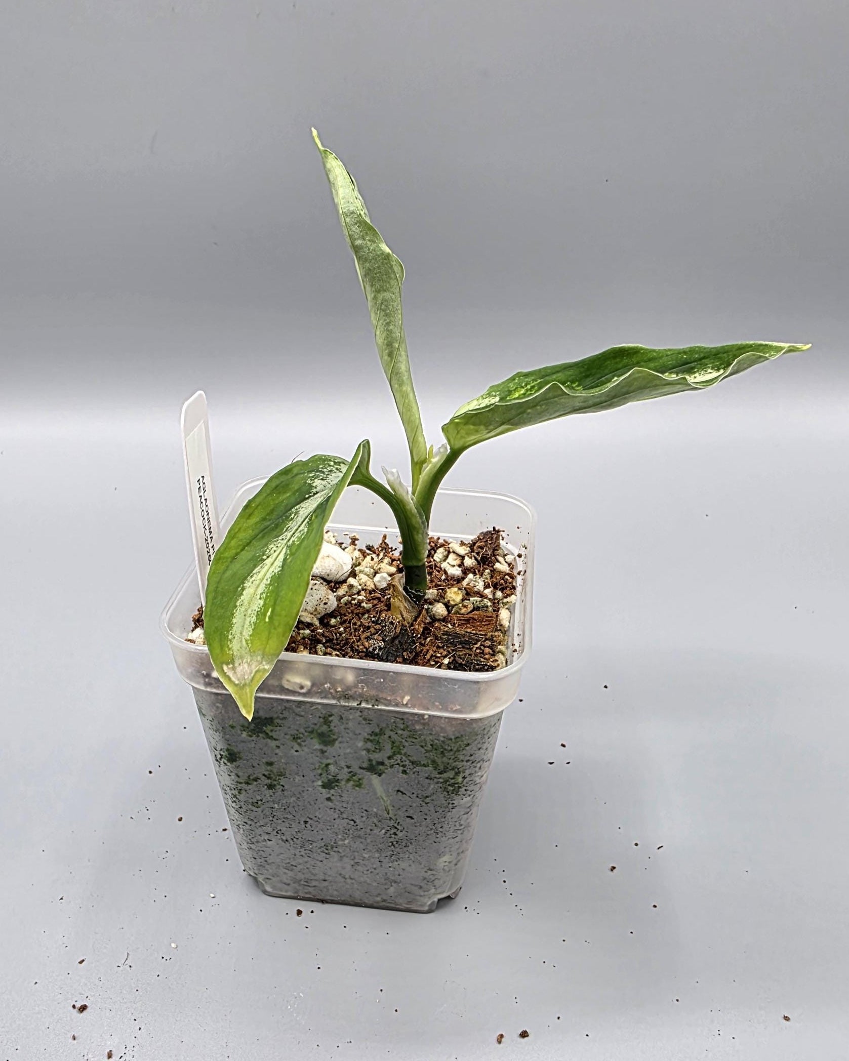 Aglaonema Pictum Peacock in a 3 inch pot - Grower's Choice