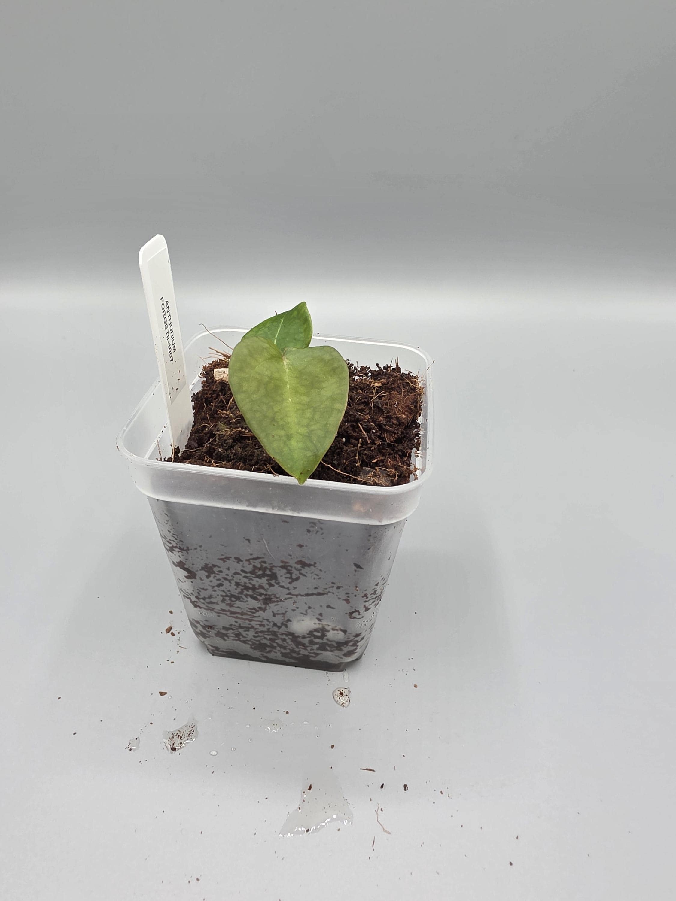 Anthurium Forgetii - 3 inch pot - Grower's Choice