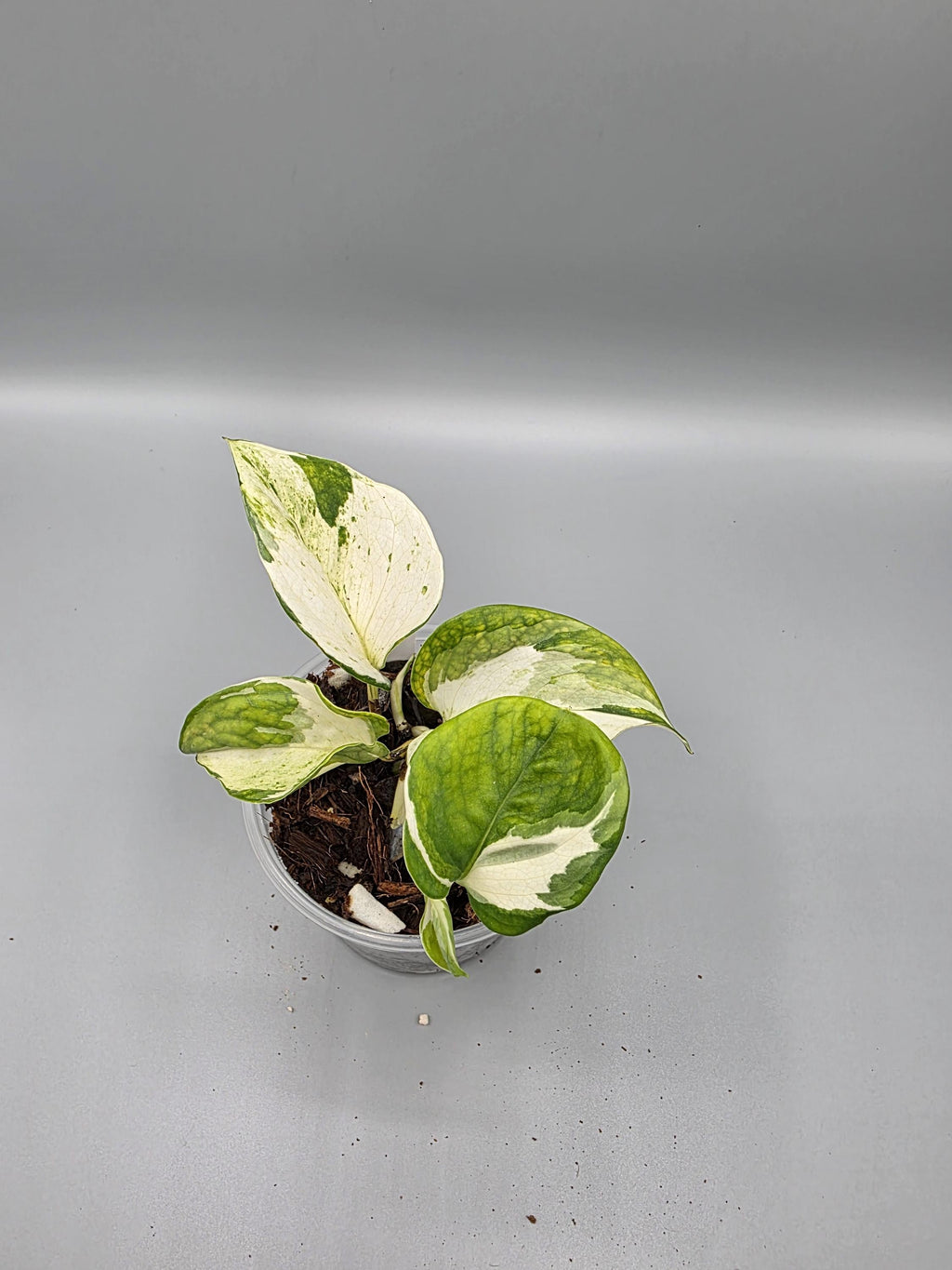 Epipremnum Manjula in 4 inch pot - Grower's Choice