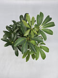 Schefflera Umbrella Tree in 4 inch pot - Grower's Choice