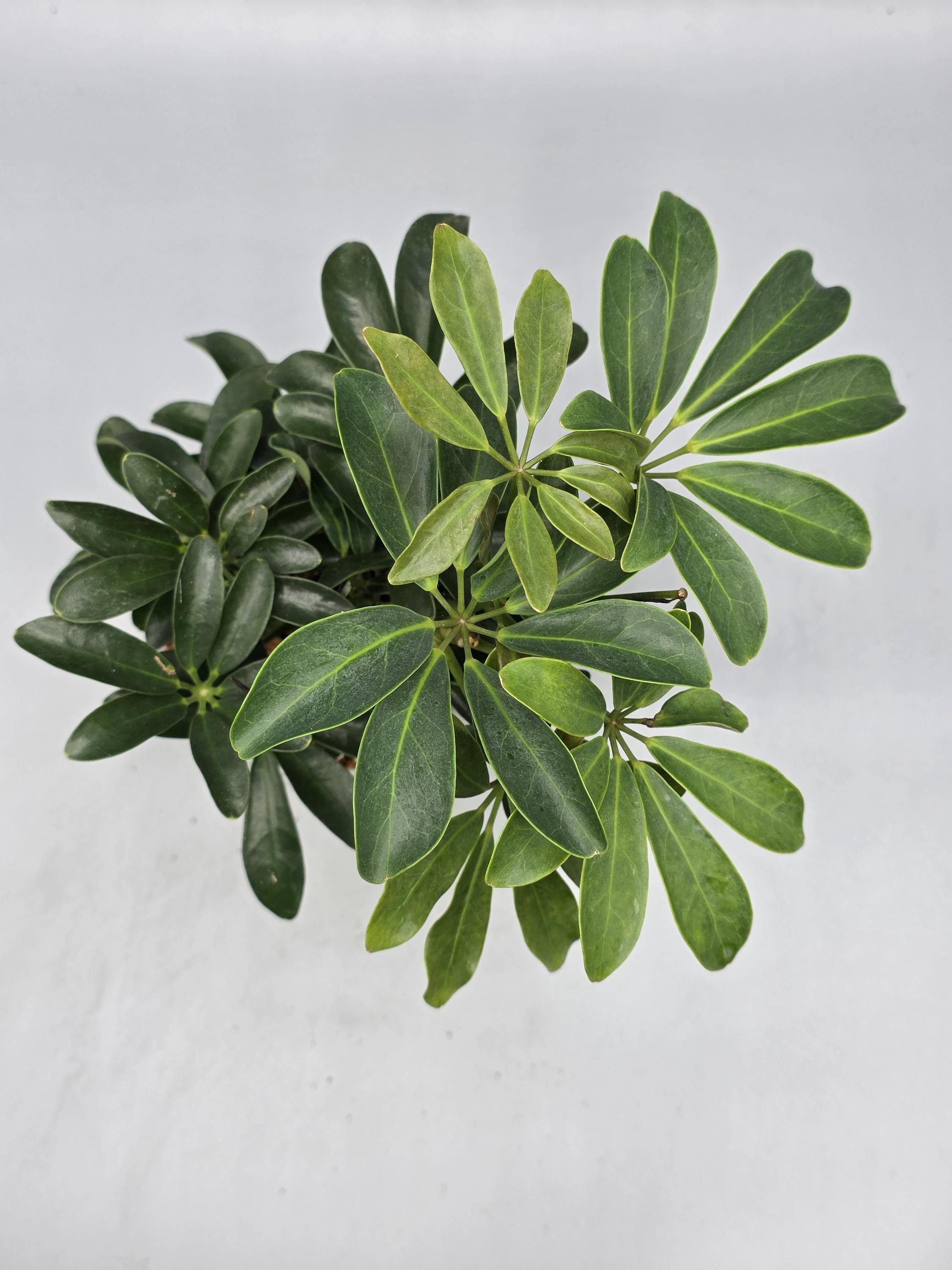 Schefflera Umbrella Tree in 4 inch pot - Grower's Choice