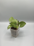 Hoya Black Margin - Grower's Choice