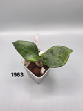 Hoya Chelsea in 3 inch pot - Grower's Choice
