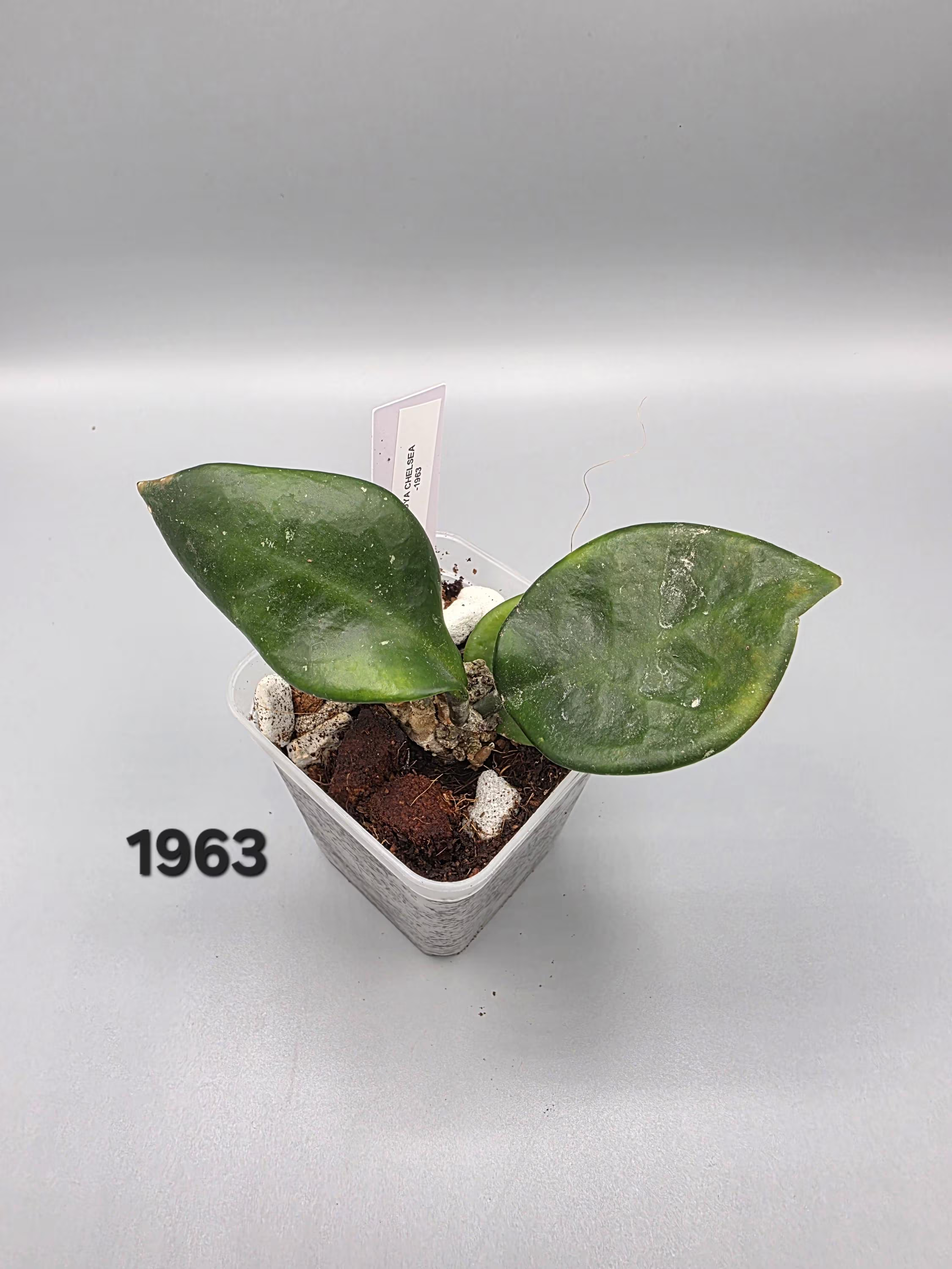 Hoya Chelsea in 3 inch pot - Grower's Choice