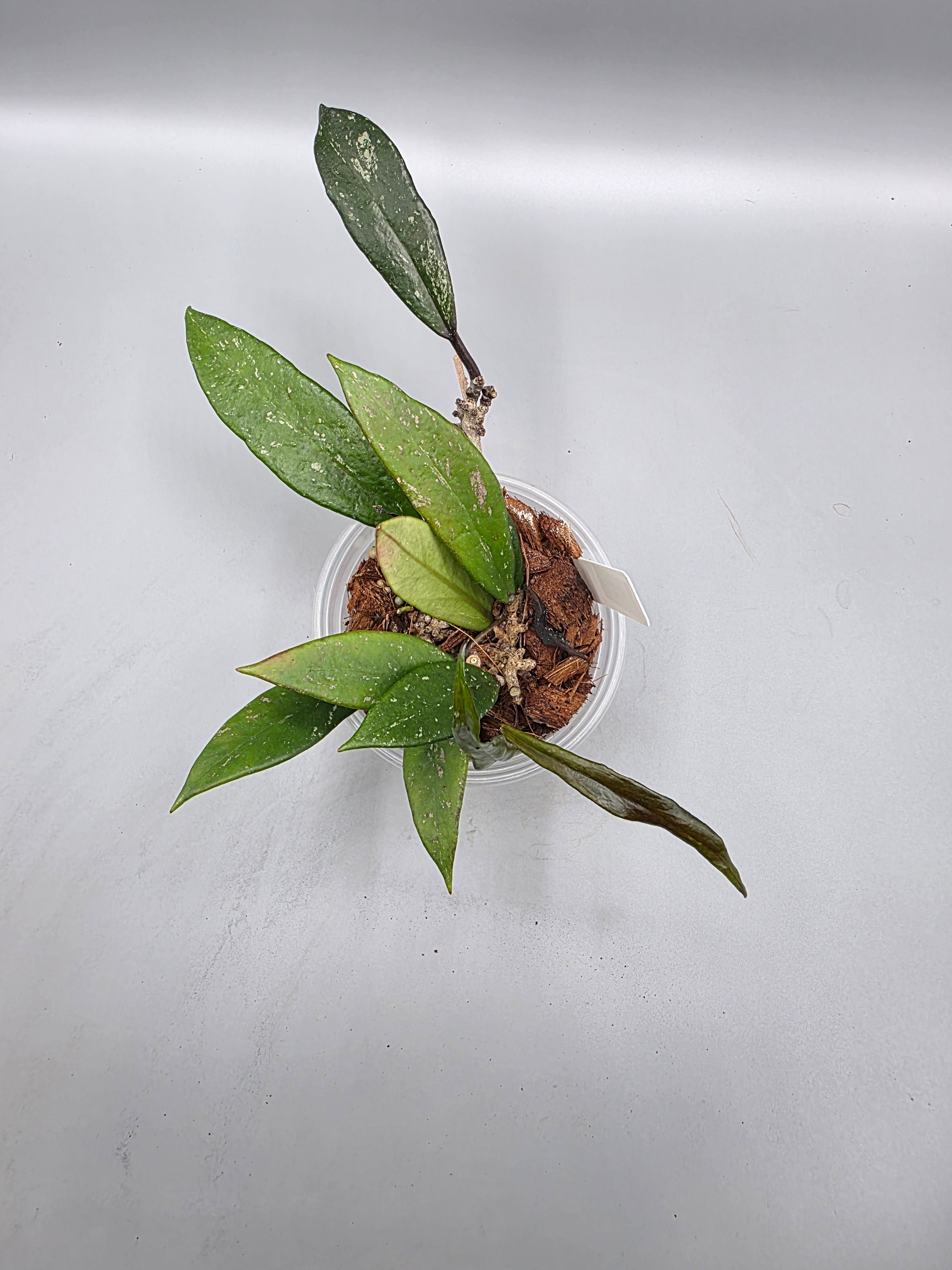 Hoya Pubicalyx in 4 inch pot - Grower's Choice