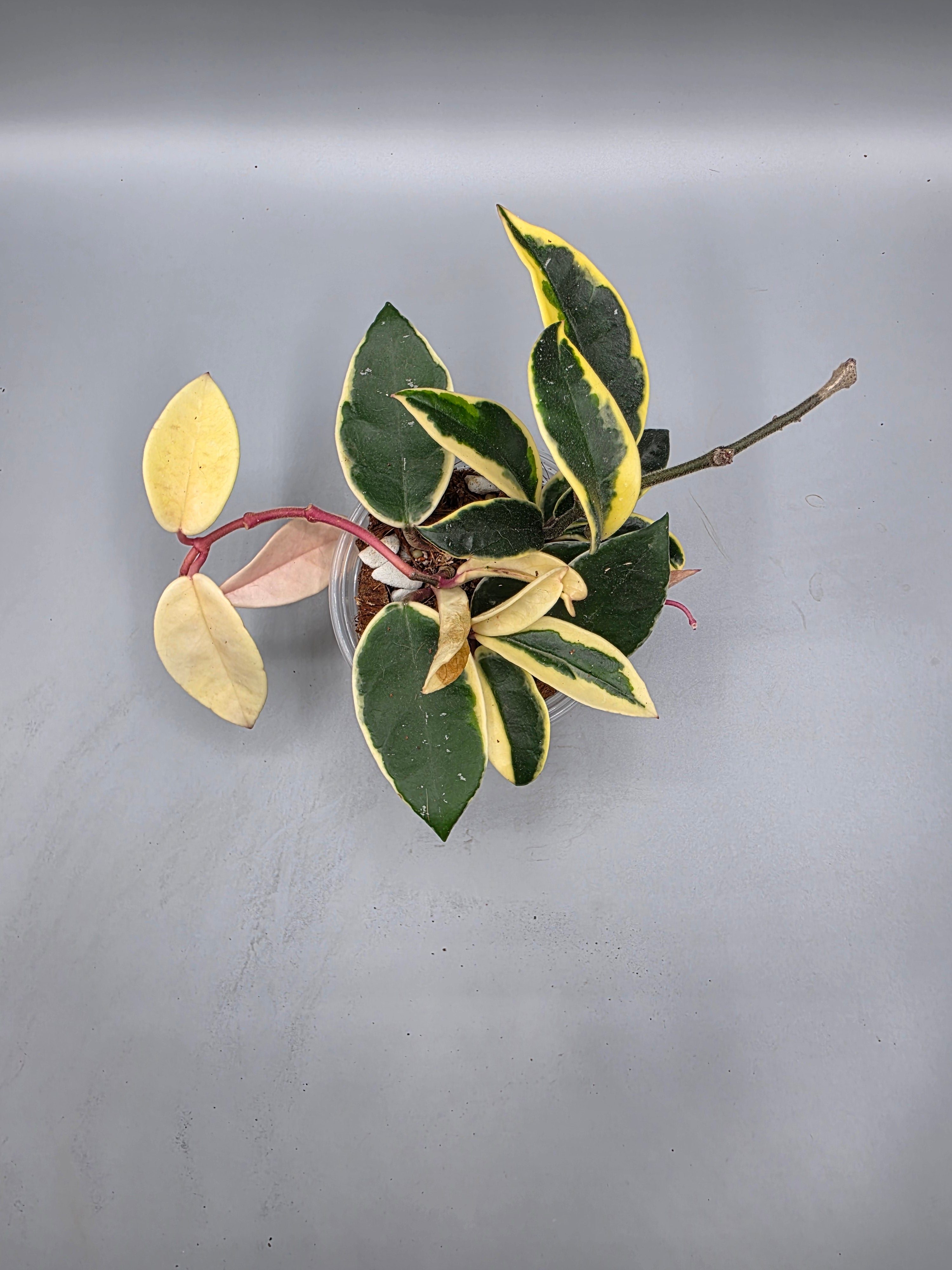 Hoya Carnosa- Krimson Queen in 4 inch pot - Grower's Choice