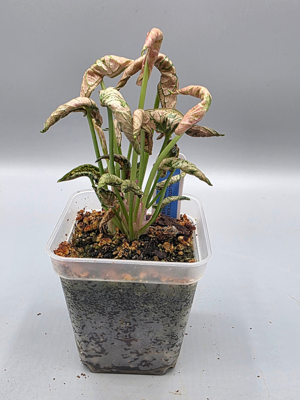 Syngonium Pink Rolli in 3 inch pot - Grower's Choice