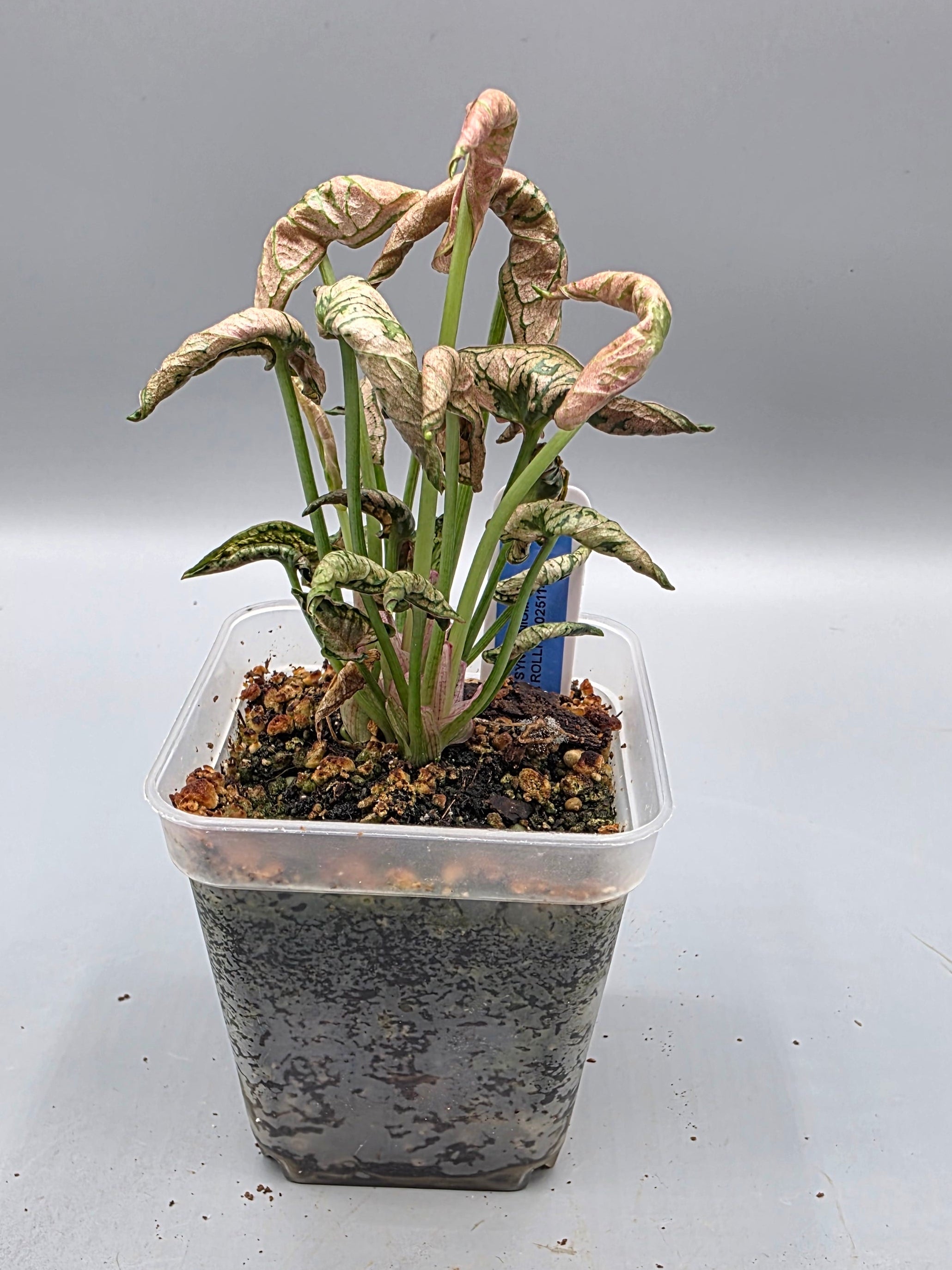 Syngonium Pink Rolli in 3 inch pot - Grower's Choice
