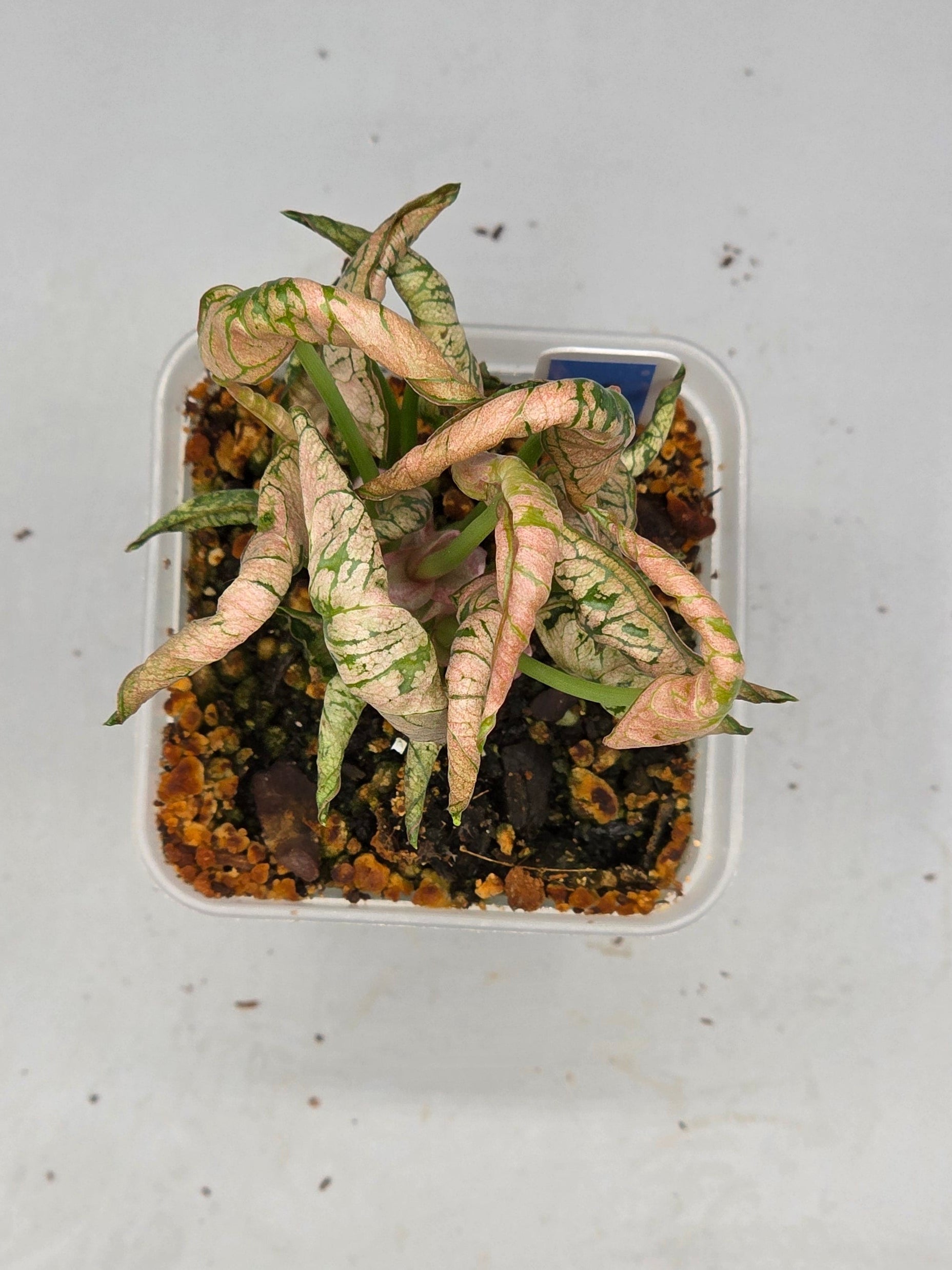 Syngonium Pink Rolli in 3 inch pot - Grower's Choice