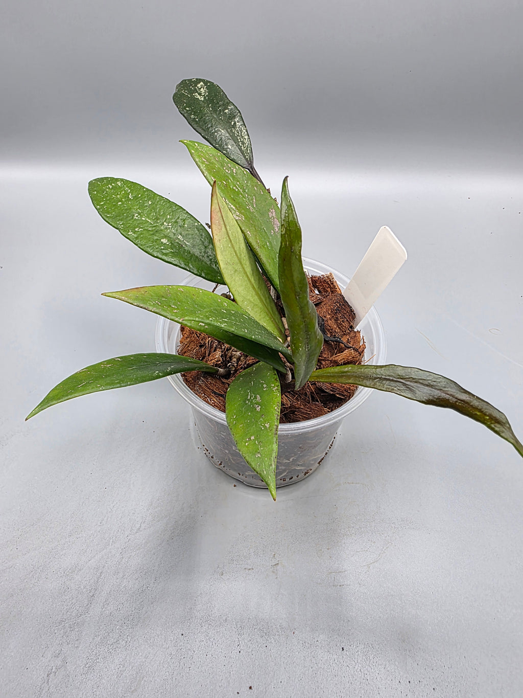 Hoya Pubicalyx in 4 inch pot - Grower's Choice