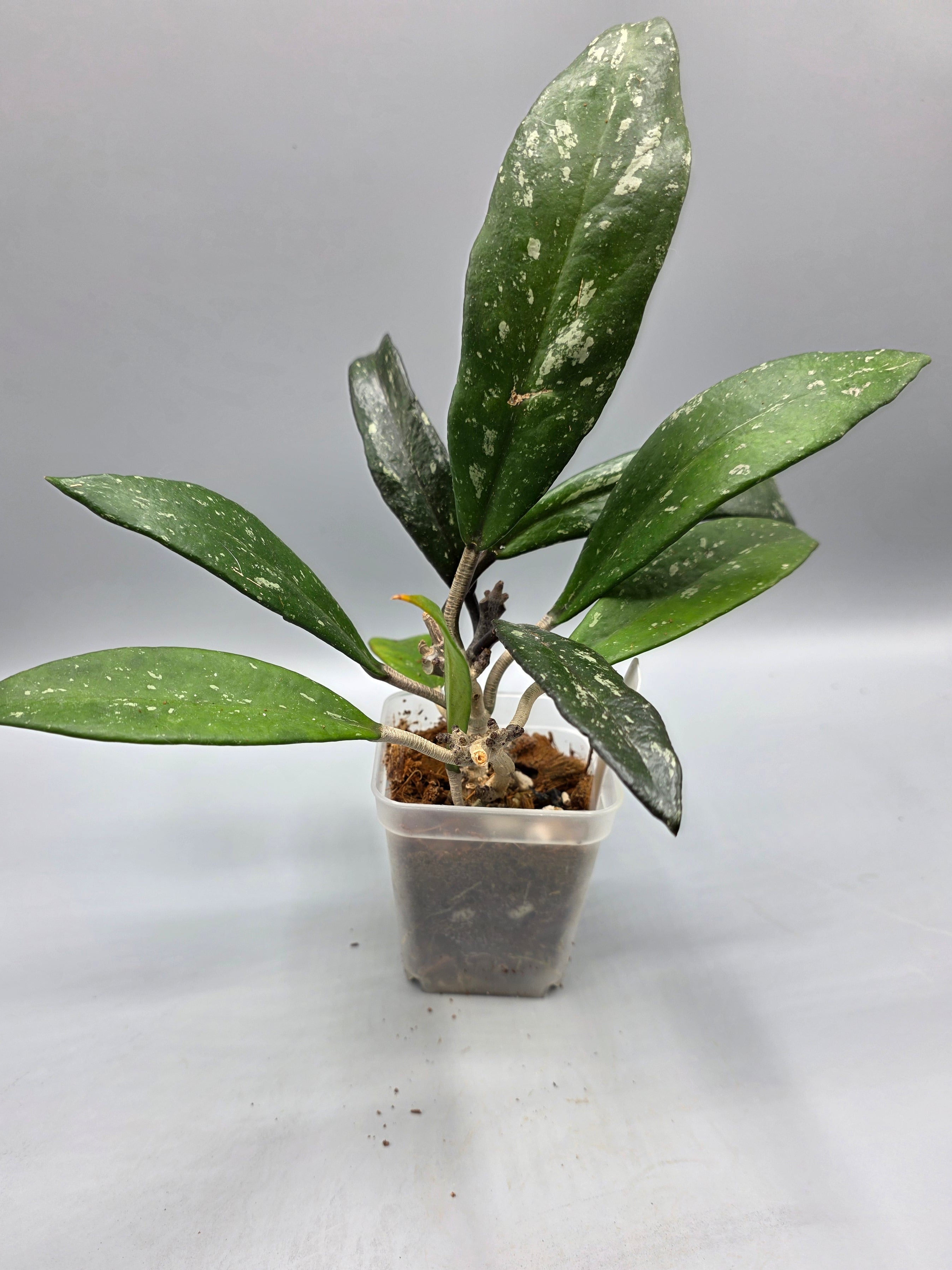 Hoya Pubicalyx in 3 inch pot - Grower's Choice